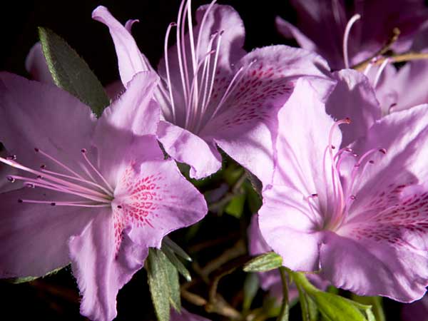 Rhododendron