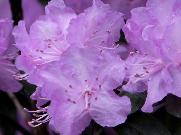 Rhododendron