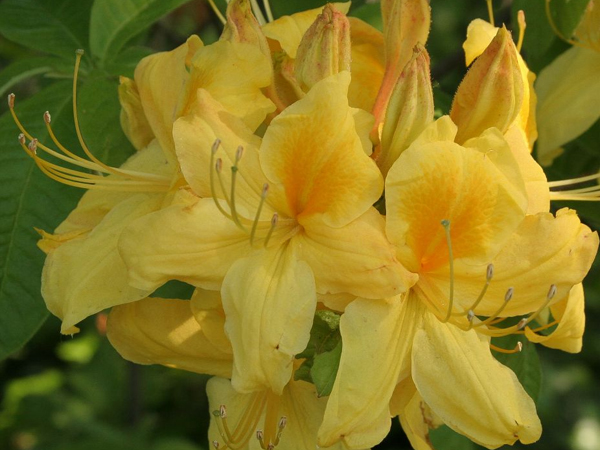 Rhododendron