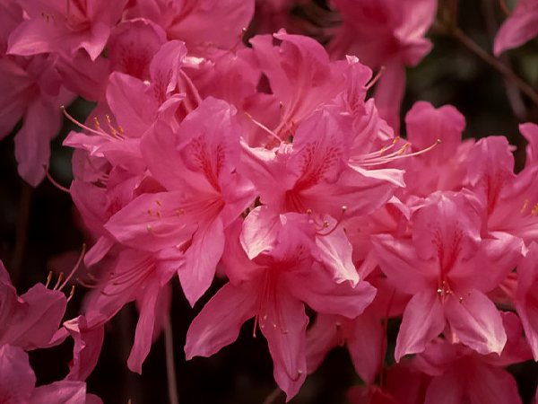 Rhododendron