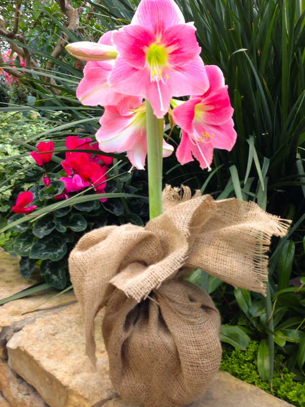 amaryllis