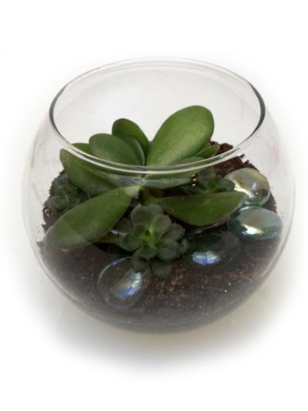 bubble bowl