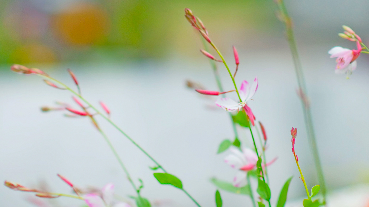 butterfly gaura