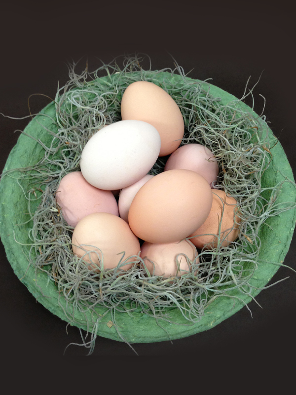 eggs