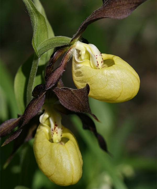 lady slipper orchid