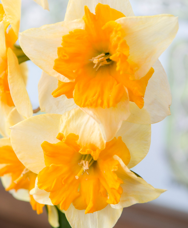 Narcissus mondragon