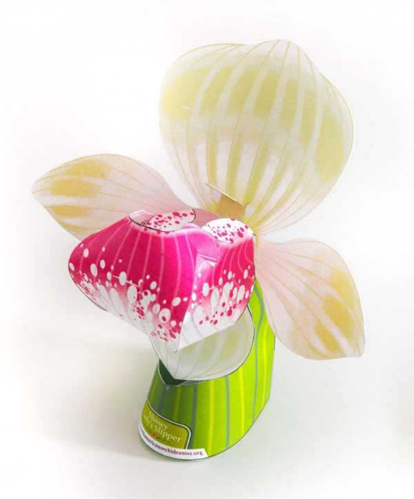 lady slipper orchid