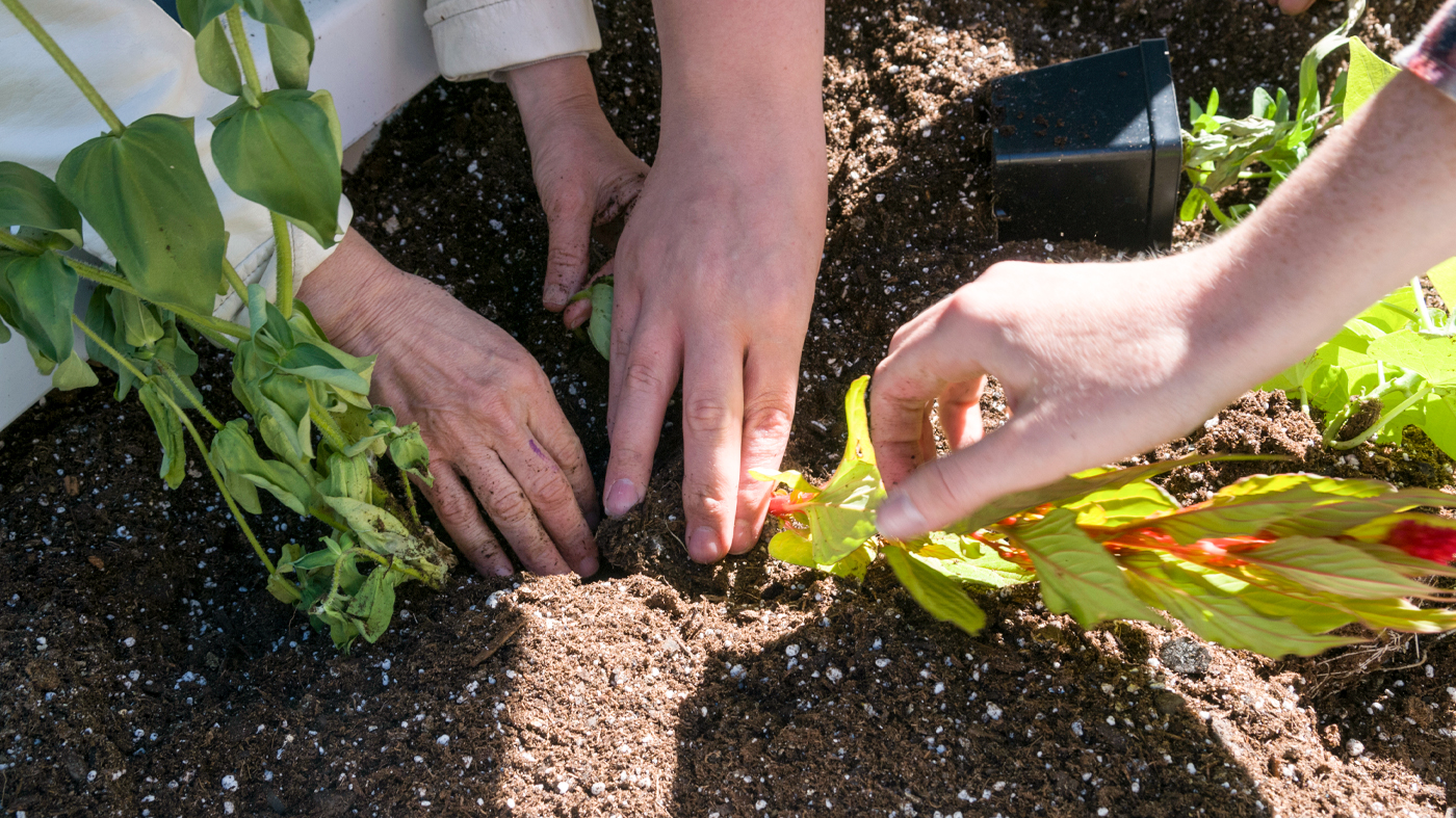 planting