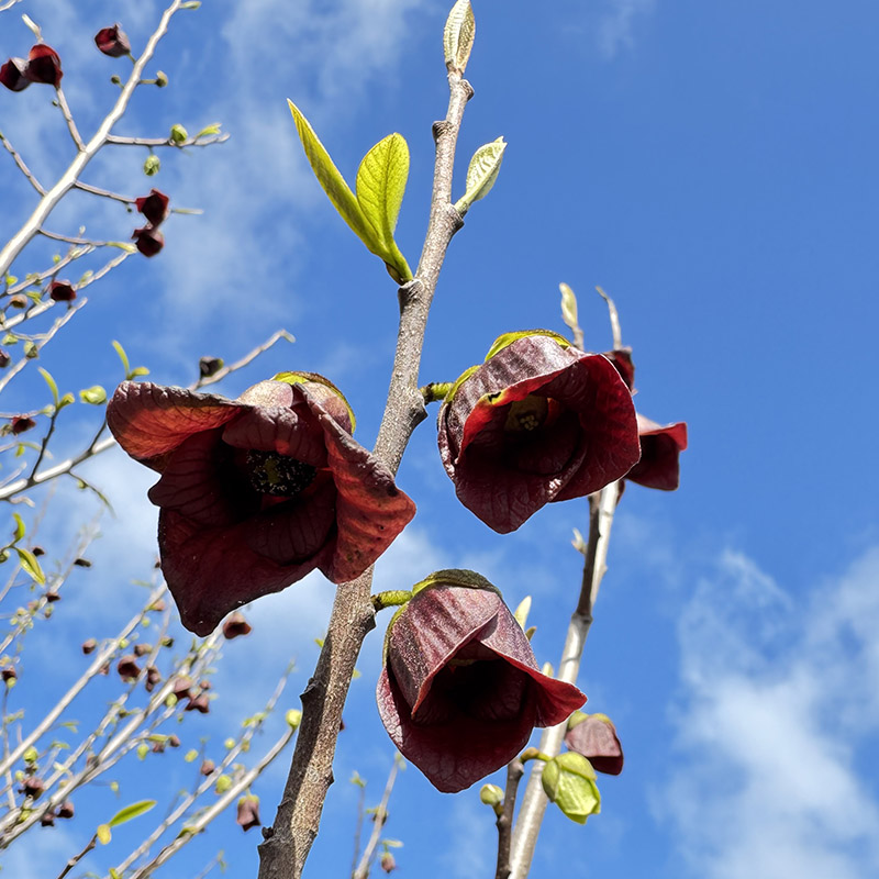 Asimina triloba 