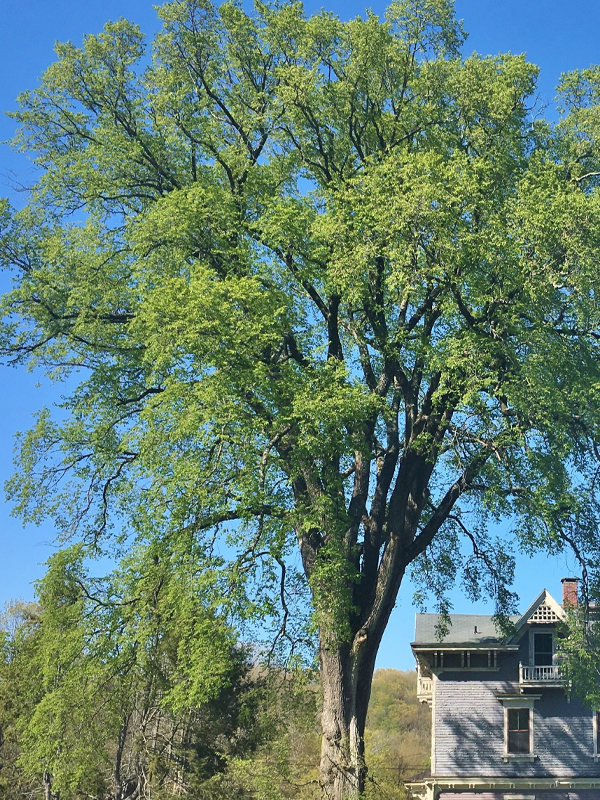 American elm stock image