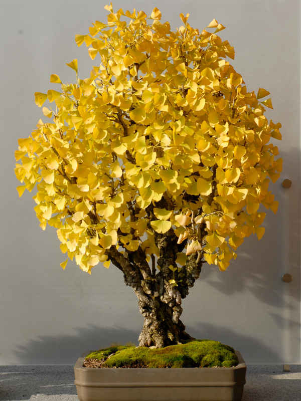 Gingko bonsai