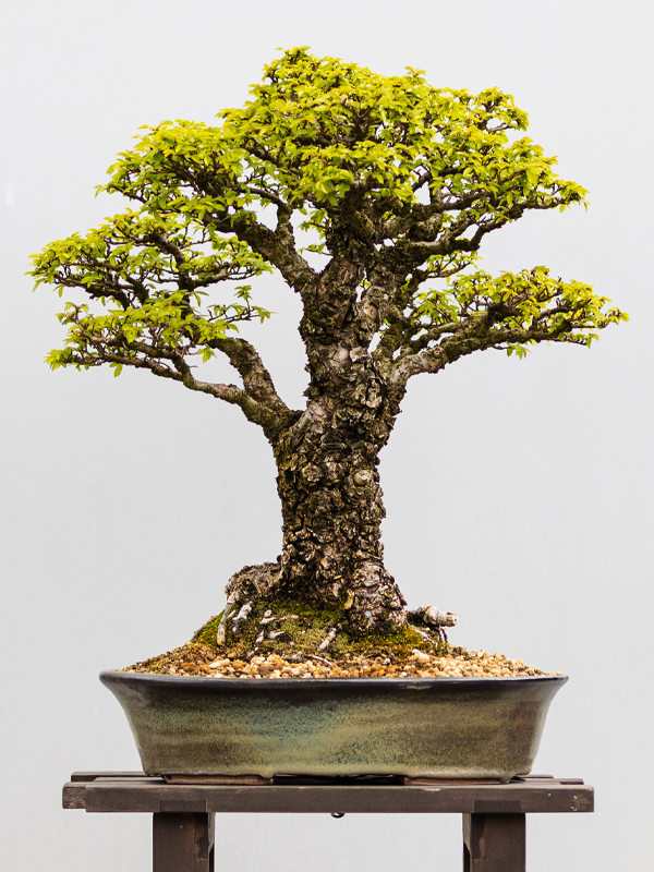 cork bark elm