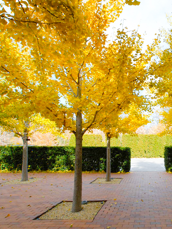 Gingko