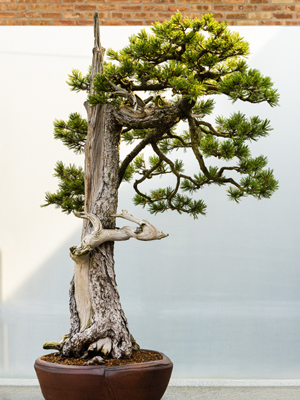 limber pine bonsai