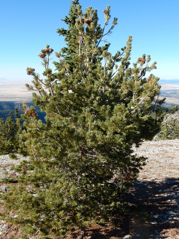 limber pine