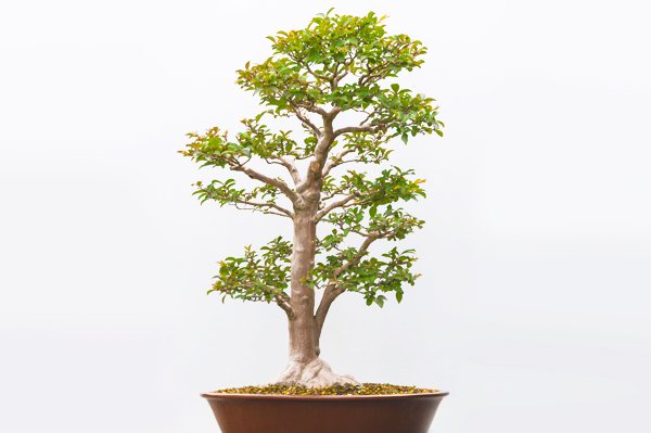 bonsai