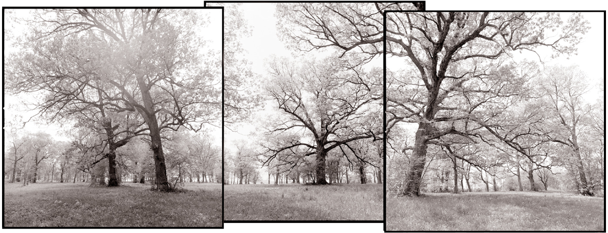 Lost & Found: Remnants of Savannas and Old-Growth Forests