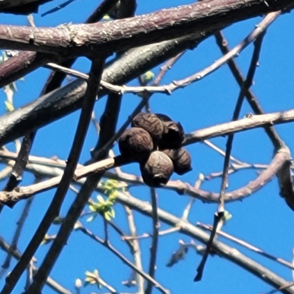 oak galls