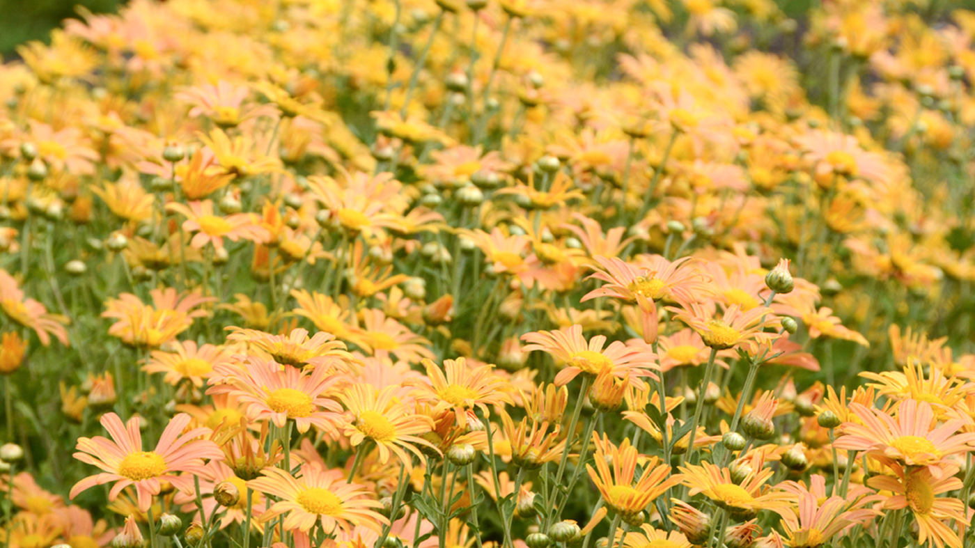 Chrysanthemum ‘Mary Stoker’ 