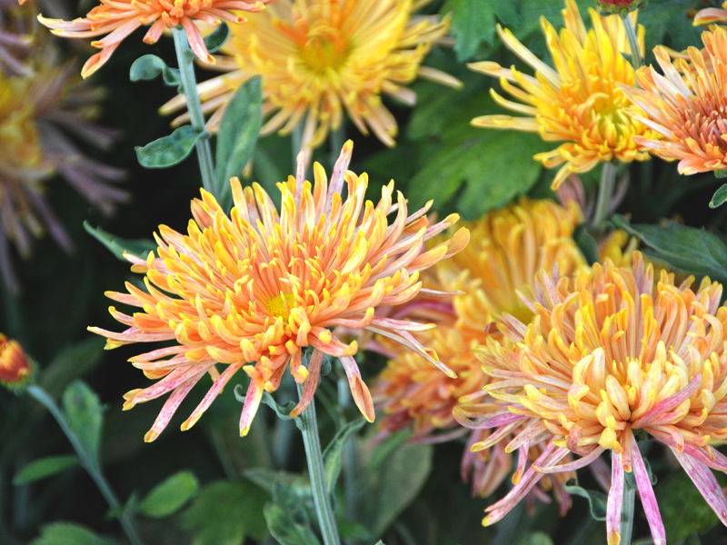 Chrysanthemum ‘Fine Feathers’