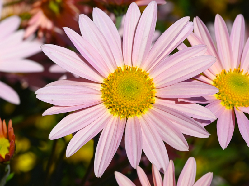 Chrysanthemum 'Hillside Sheffield Pink'