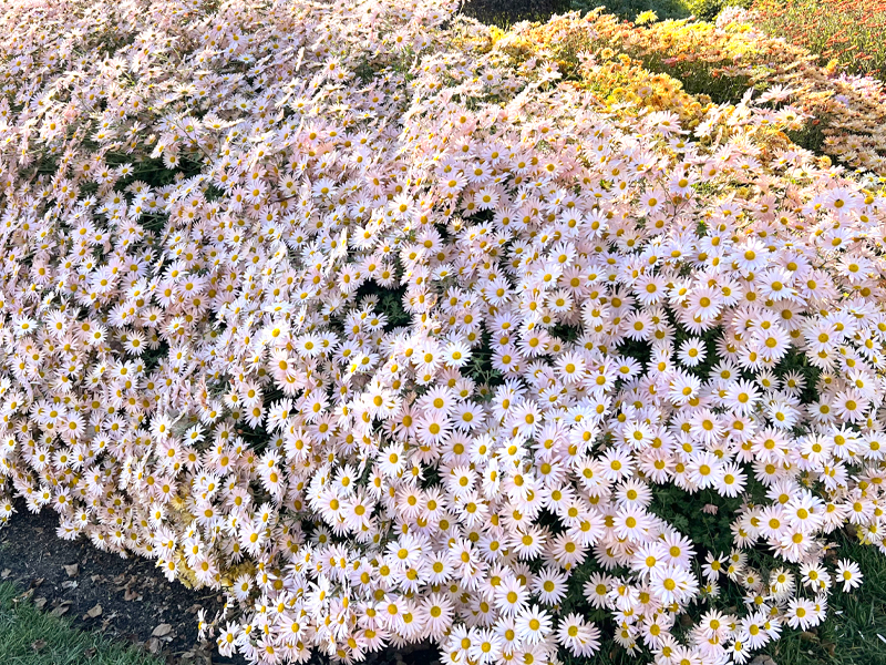 Chrysanthemum 'Hillside Sheffield Pink'