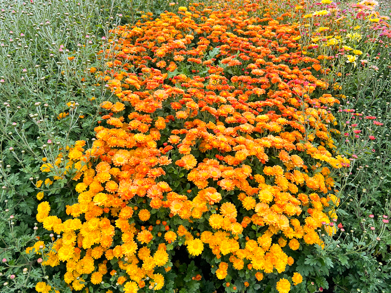Chrysanthemum ‘Autumn Bronze’
