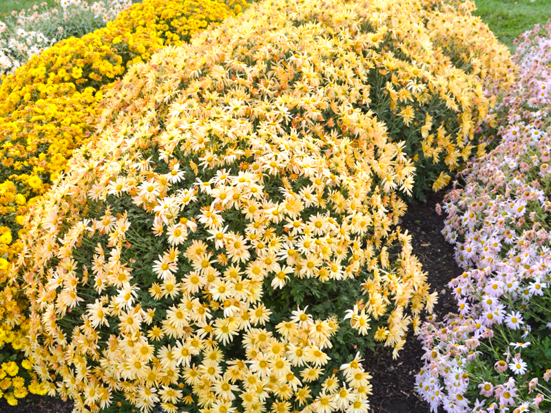 Chrysanthemum ‘Brandywine Sunset’