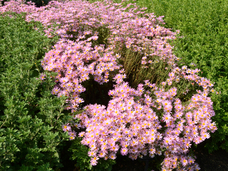 Early-flowering Chrysanthemum ‘Clara Curtis’ in mum trial
