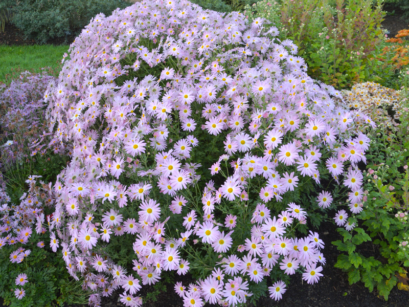 Chrysanthemum ‘Country Girl’