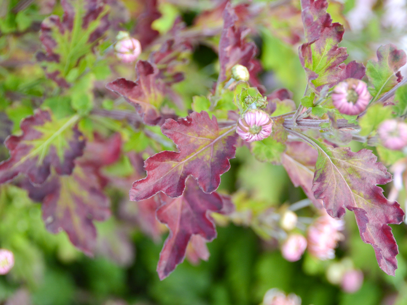 Burgundy leaves of Chrysanthemum ‘Emperor of China’