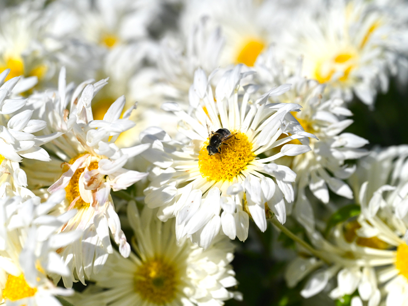 Pollinator on Chrysanthemum ‘Ivory Pinwheel’