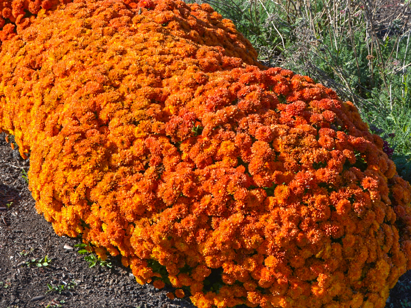 Chrysanthemum ‘Autumn Spice Igloo’
