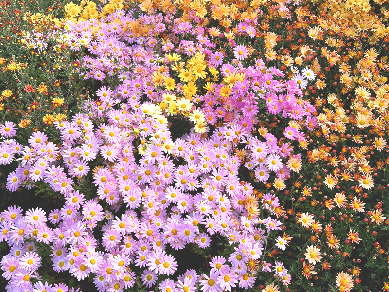 Mixed seedlings in mum trial bed