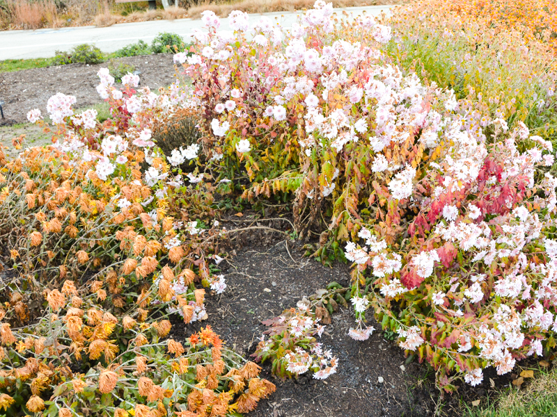 seed removal