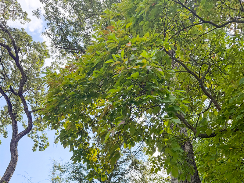 Sally Hagan's parents sassafras tree