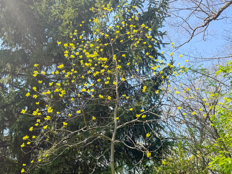 sassafras blooming