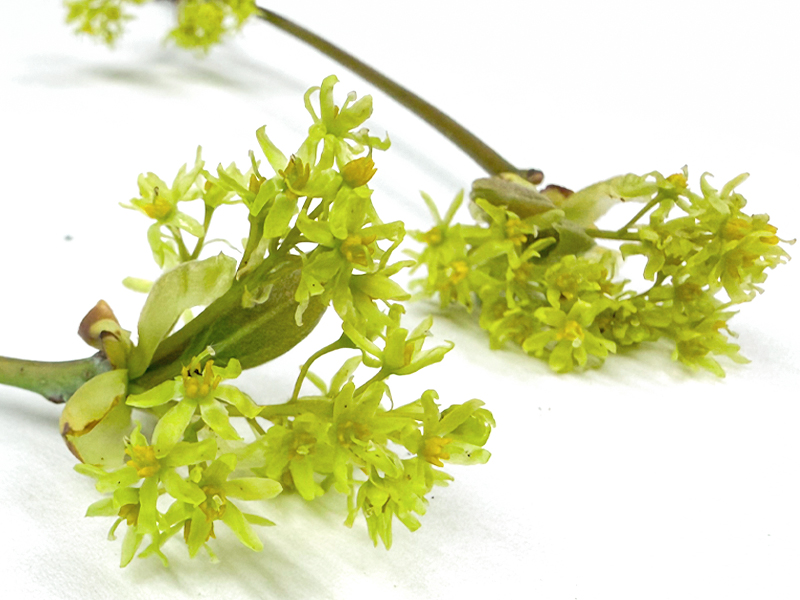 Close-ups of sassafras flower specimens Dooling collected to be processed and preserved in the Herbarium