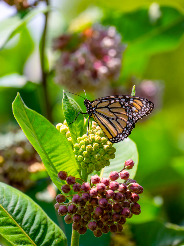 milkweed