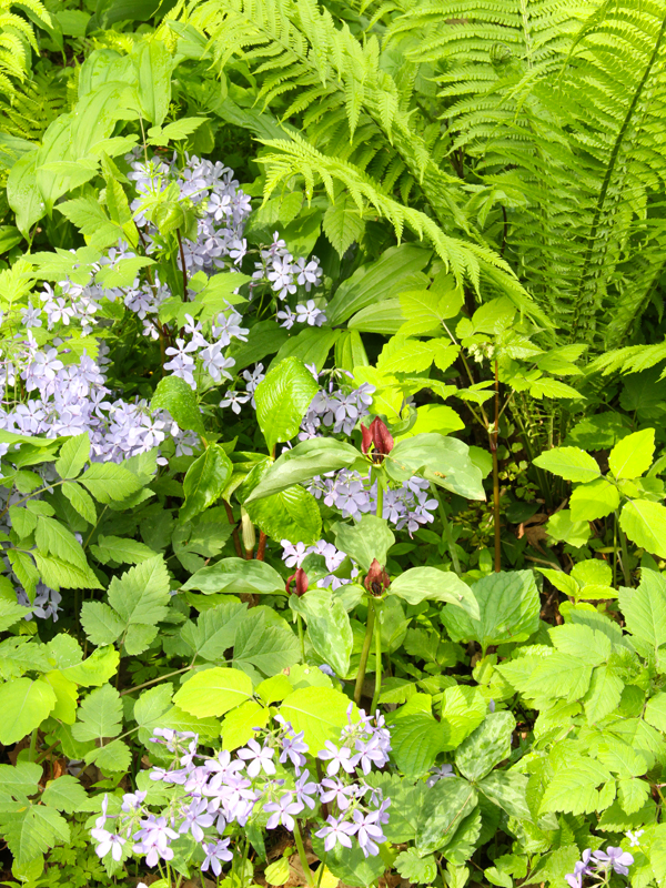 Native Shrub