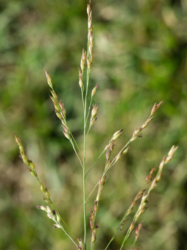 switchgrass