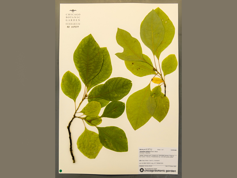 pressed sassafras flowers