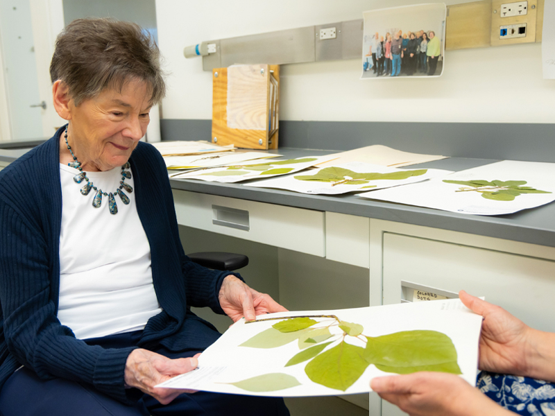 Sally Hagan visits the Nancy Poole Rich Herbarium to see the sassafras vouchers, or pressed specimens of branches and leaves.