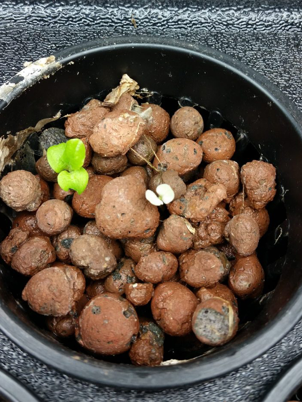 albino basil sprout