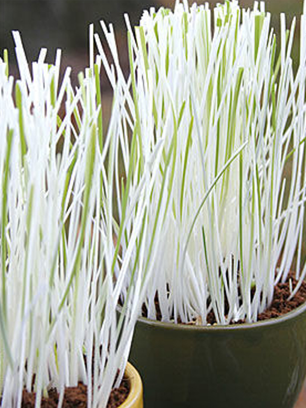 albino sprout