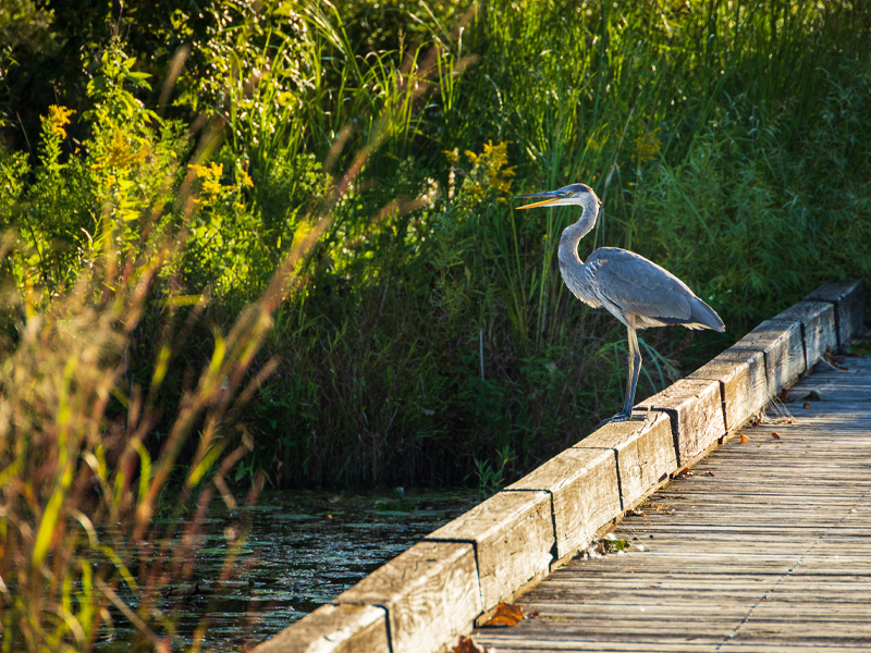 blue heron