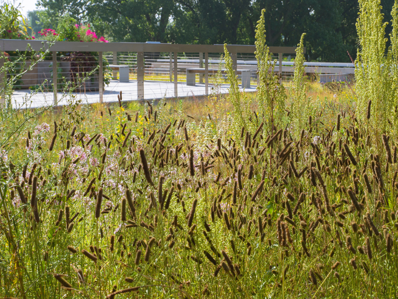 roof garden