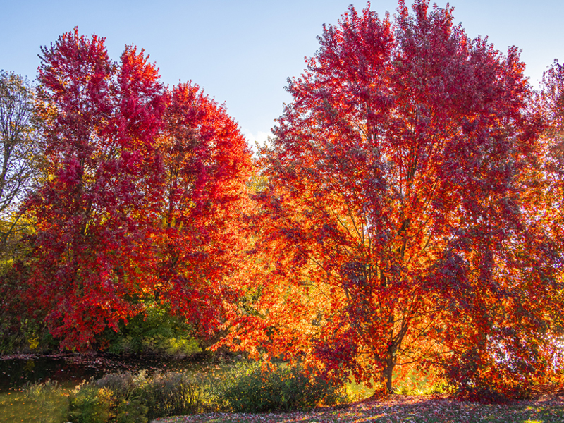 Fall