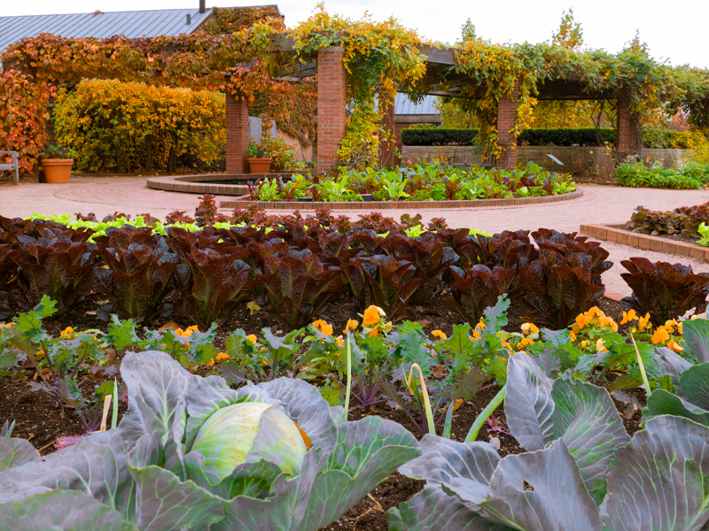 Fruit and Vegetable Garden