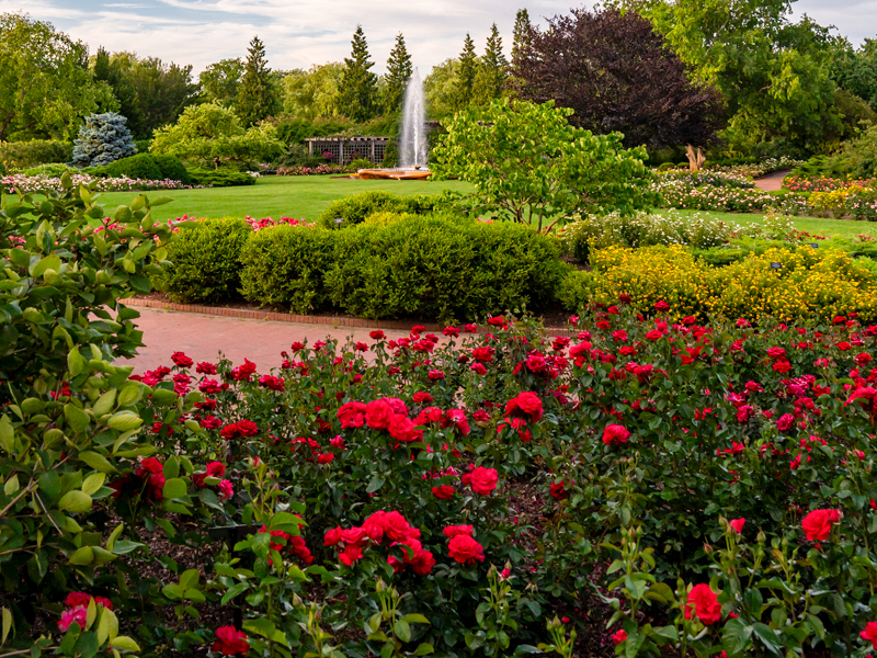 Krasberg Rose Garden